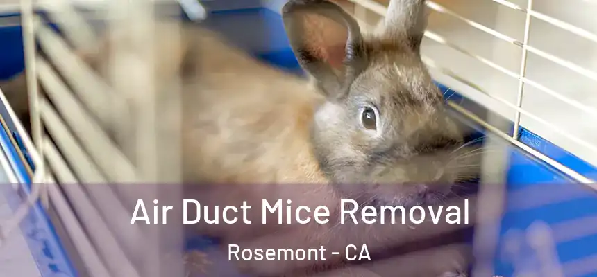 Air Duct Mice Removal Rosemont - CA