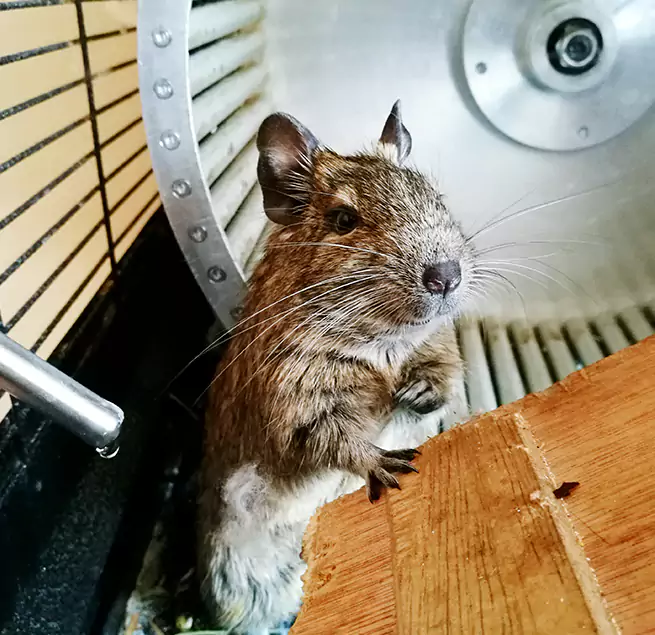 Why Homeowners & Businesses Trust Us Rosemont, CA?